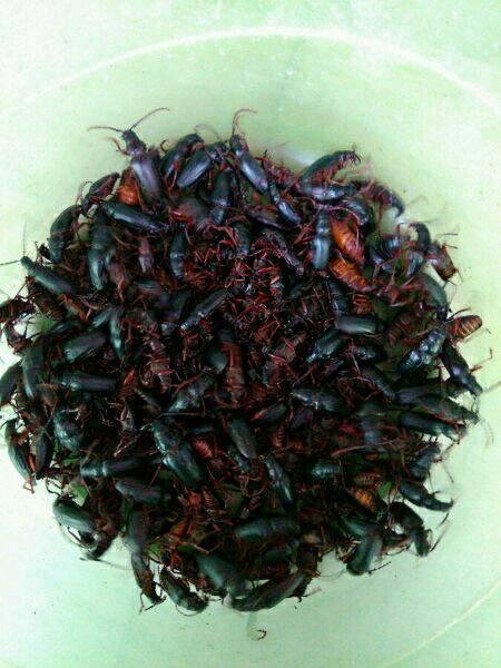 虫图腾吃瓜,探寻古老图腾与现代美食的奇妙交融