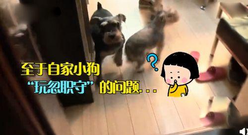 狗子吃瓜看戏图片,揭秘宠物界的娱乐生活