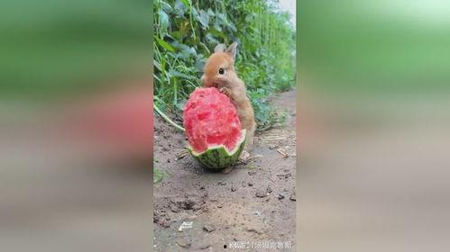 兔子吃瓜素材,一场甜蜜的味蕾冒险