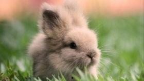 会吃瓜的兔子图片,萌宠界的“美食家”